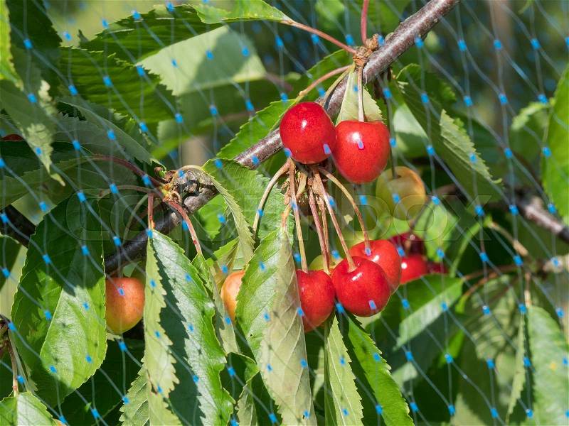 Red cherries behind protective bird net, stock photo