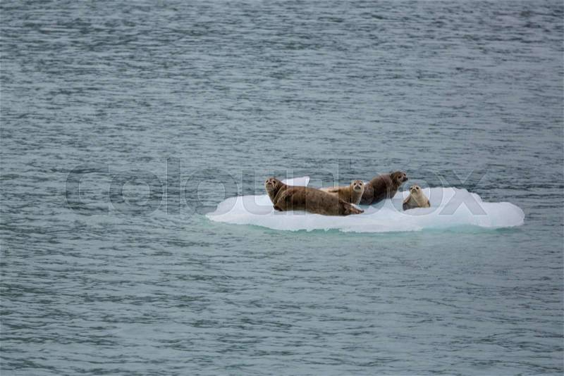 Harbor Seal in Alaska, USA, stock photo