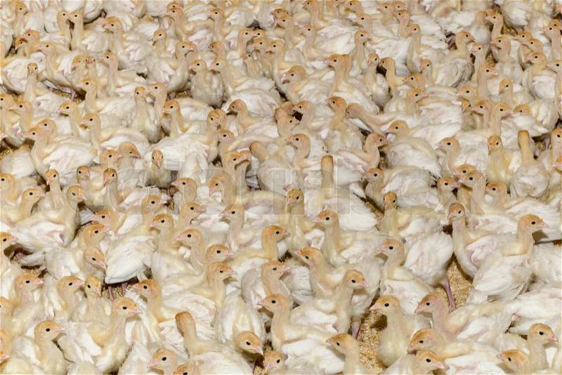 Farm of Small White Turkey Chicks, stock photo