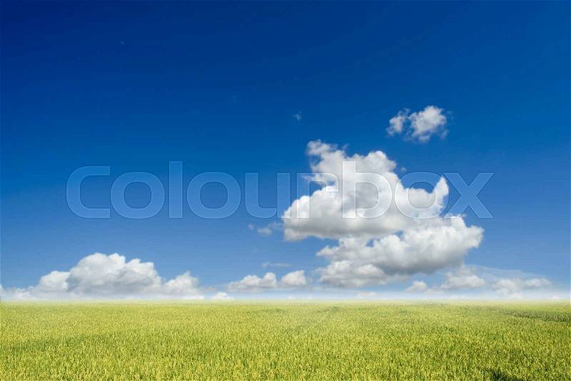 Paddy filed with blue sky and cloud in sunny day, stock photo