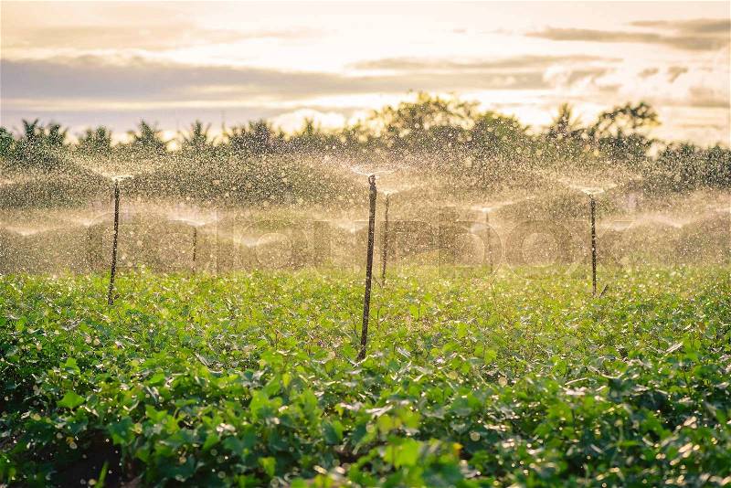 Water sprinkler system working in a green vegetable garden at sunset. Seclective focus, stock photo