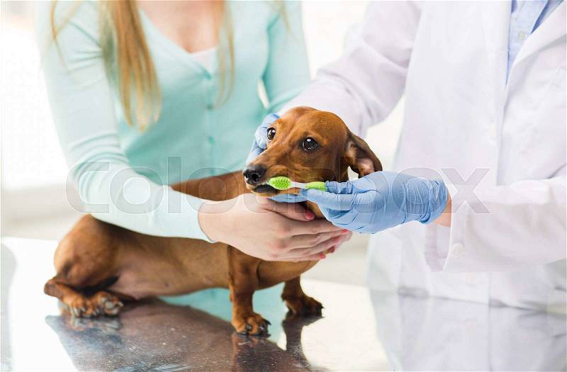 Medicine, pet, animals, health care and people concept - close up of woman with dachshund and veterinarian doctor brushing dog teeth with toothbrush at vet clinic, stock photo
