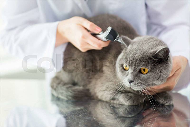 Medicine, pet, animals, health care and people concept - close up of veterinarian doctor with otoscope checking up british cat ear at vet clinic, stock photo