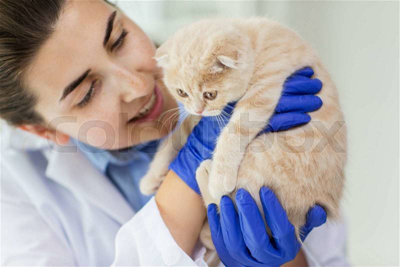 Medicine, pet, animals, health care and people concept - close up of veterinarian doctor scottish fold kitten at vet clinic, stock photo