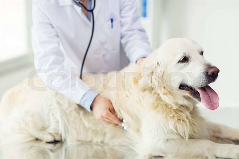 Medicine, pet, animals, health care and people concept - close up of veterinarian or doctor with stethoscope checking up golden retriever dog at vet clinic, stock photo