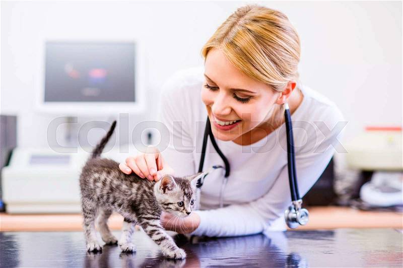 Veterinarian with stethoscope holding little sore cat. Young blond woman in white uniform working at Veterinary clinic, stock photo