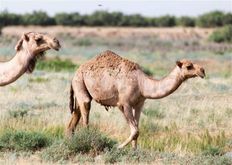 Caravan of camels in the desert, stock photo