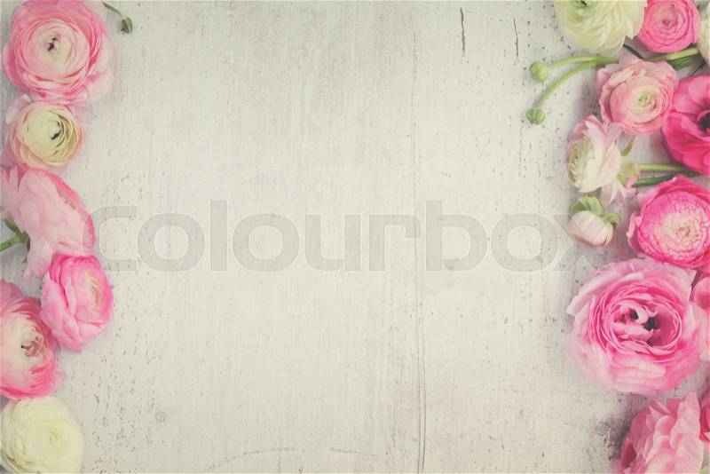 Pink and white ranunculus flowers on white wooden background flat lay scene, retro toned, stock photo