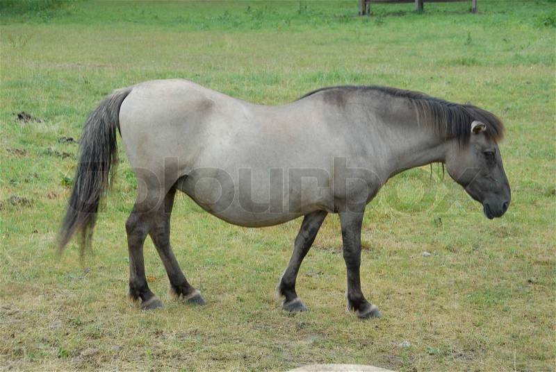The Konik, Polish primitive horse. Attempt to breed back the Tarpan (Equus ferus) in Bialowieza Forest in Poland, stock photo