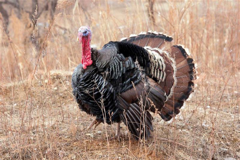 Black a turkey bird stands on background of dry grass, stock photo