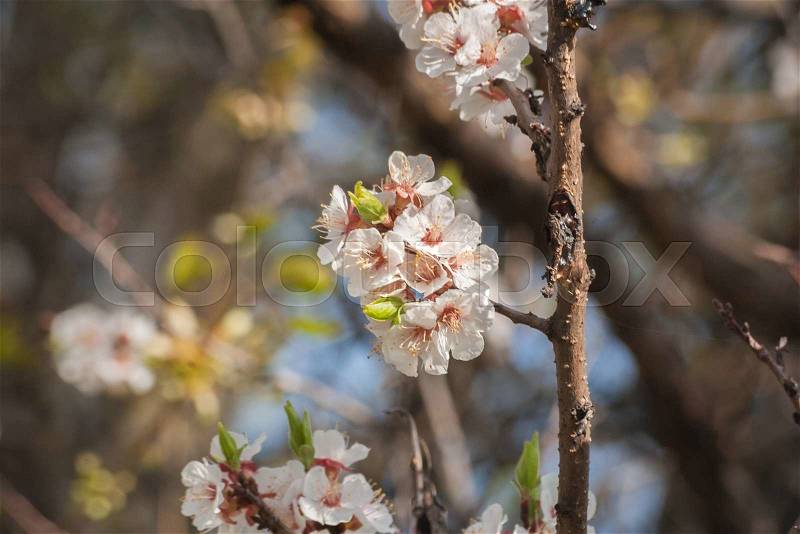 White spring flowers blossoming on the branch. Branch of a blossoming tree with beautiful white flowers, close up, stock photo