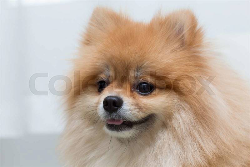 Puppy pomeranian dog cute pets in home, close-up image, stock photo