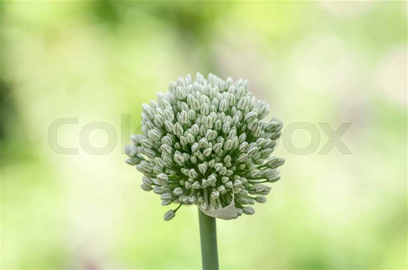 Beautiful white onion flowers close, agriculture, background, stock photo