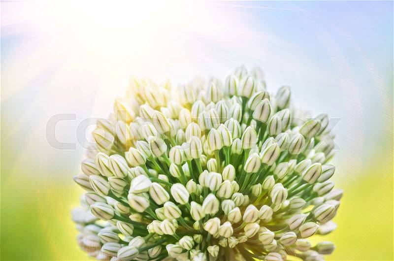 Beautiful white onion flowers close, agriculture, background, stock photo