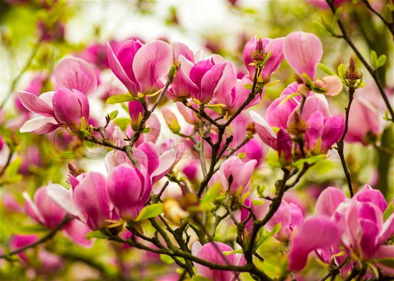 Magnolia. A branch of a blossoming magnolia. Botanical garden with magnolia trees. Flowers magnolia, stock photo