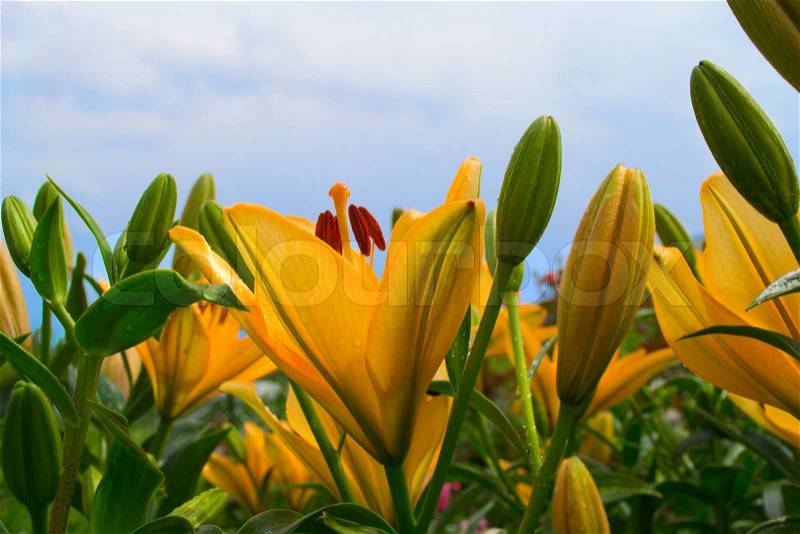 Yellow lilies against the blue sky, stock photo