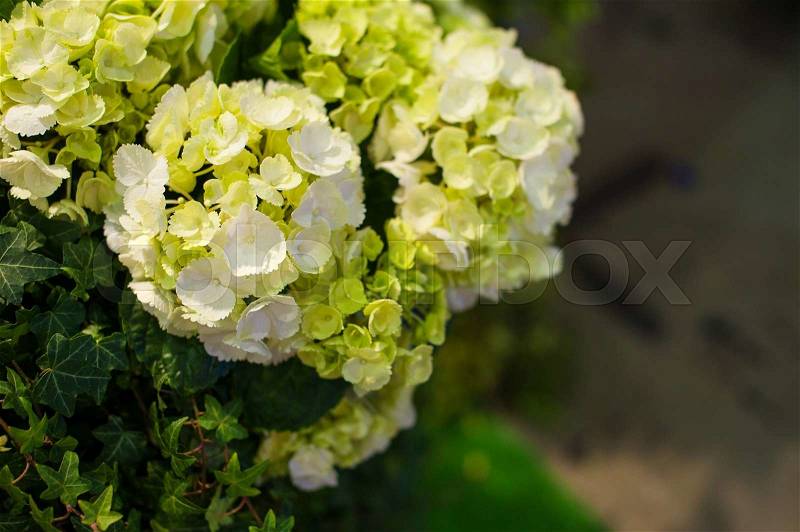 Beautiful white Hydrangea macrophylla in summer garden, stock photo