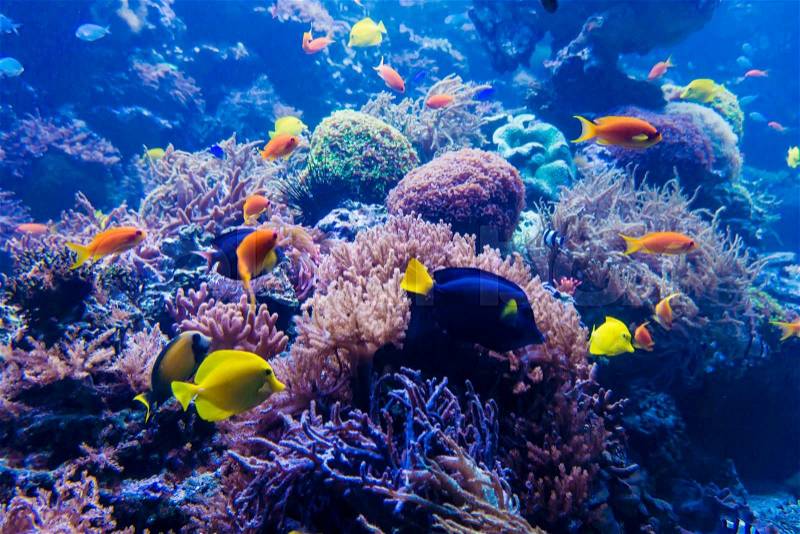 Beautiful underwater world, stock photo