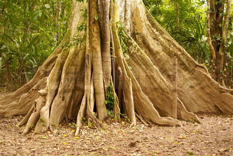 Amazon jungle tree, stock photo