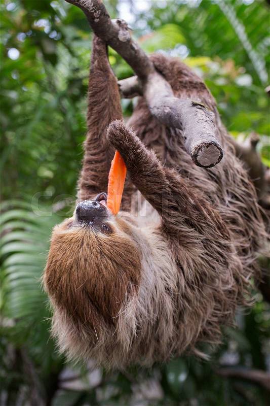 Young Hoffmann\'s two-toed sloth eating carrot, stock photo