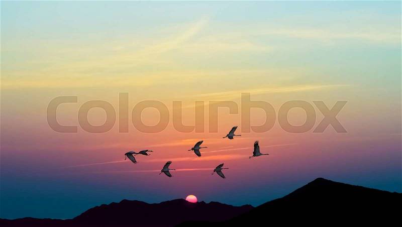 Autumn migration of cranes panoramic view, stock photo