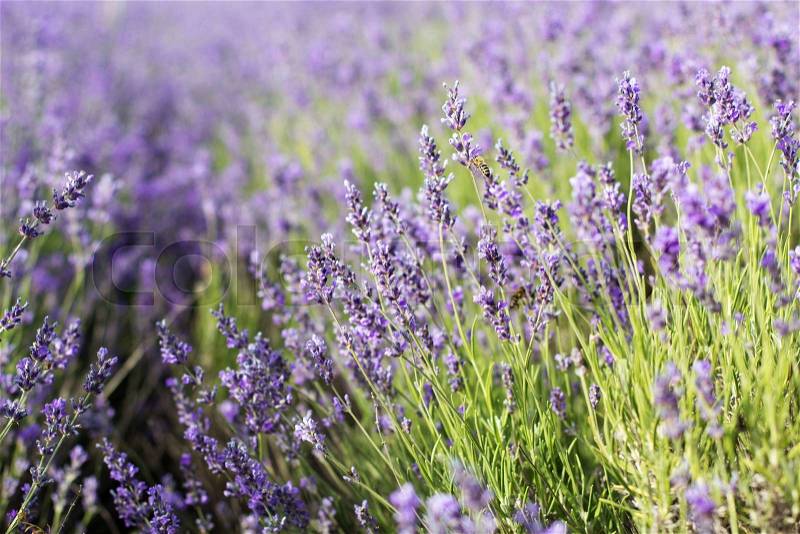 Closeup picture of purple aroma fields of lavender flowers in Crimea, stock photo