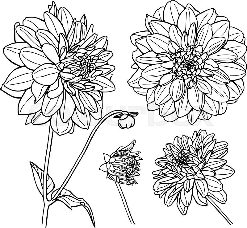 Vector Dahlia flower set. Line art illustration. Stock