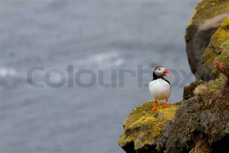 The beatiful Puffin bird at Latrabjarg in northern Iceland. Also called a Lunde, stock photo
