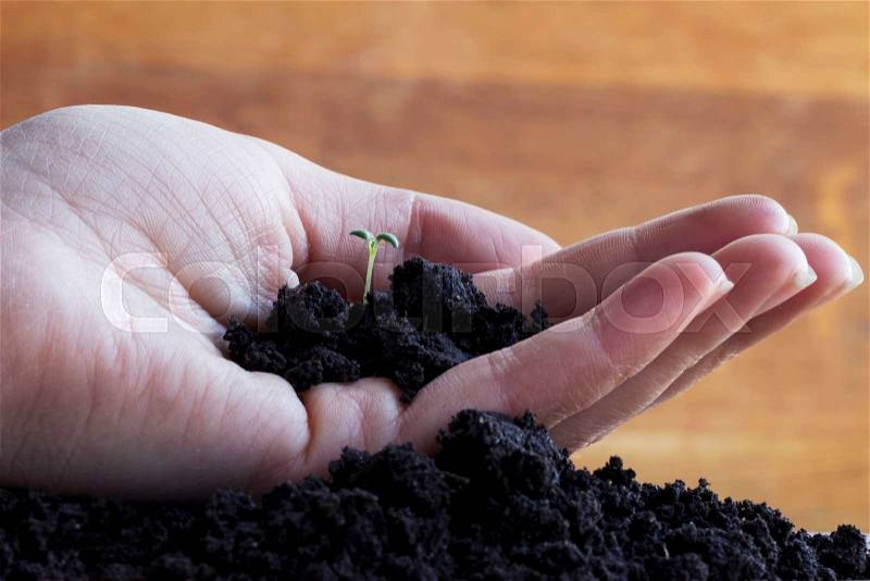 The green sprout and soil in a hand, stock photo