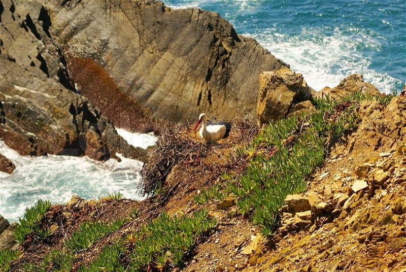 Stork nest at the edge of the cliff, Cabo Sardao, Alentejo, Portugal, stock photo