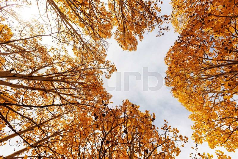 Yellow forest in Autumn time, stock photo
