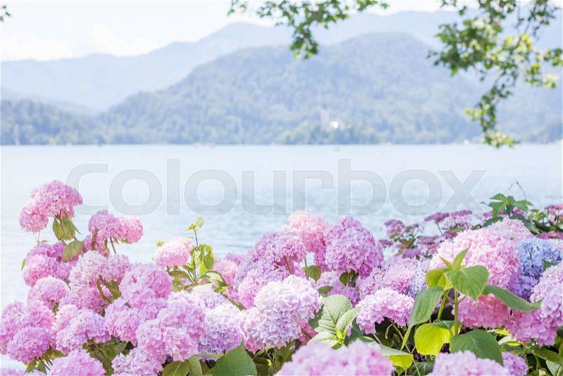 Beautiful pink hydrangea blossom on lake Bled, stock photo
