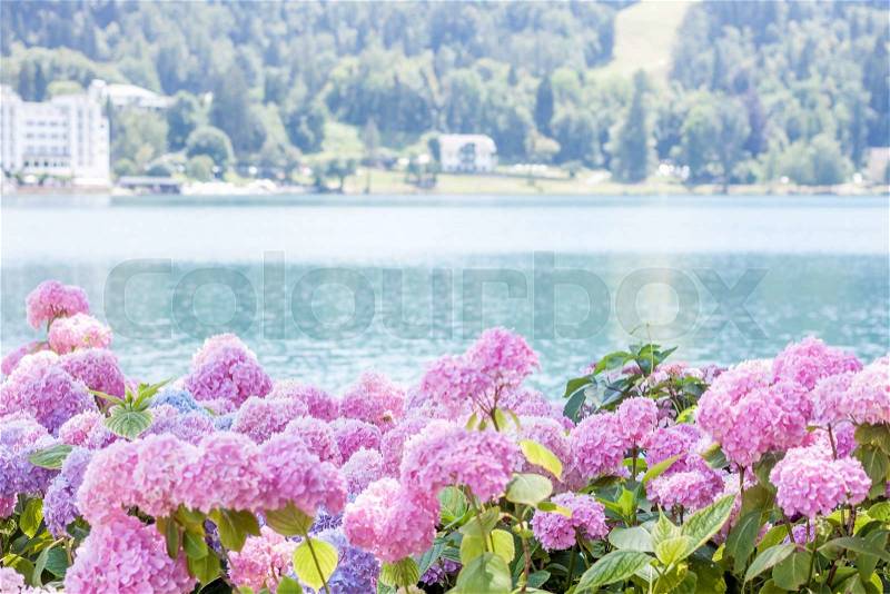 Beautiful pink hydrangea blossom on lake Bled, stock photo