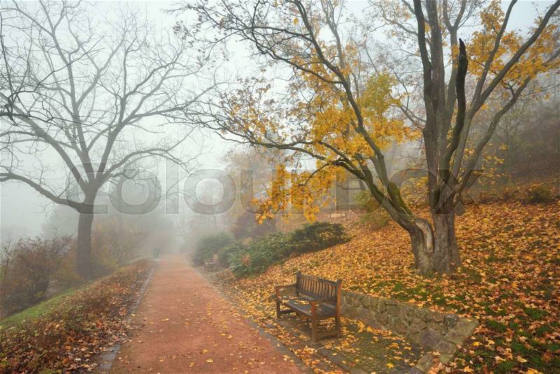 Bench and footpath in an autumn city forest park, stock photo