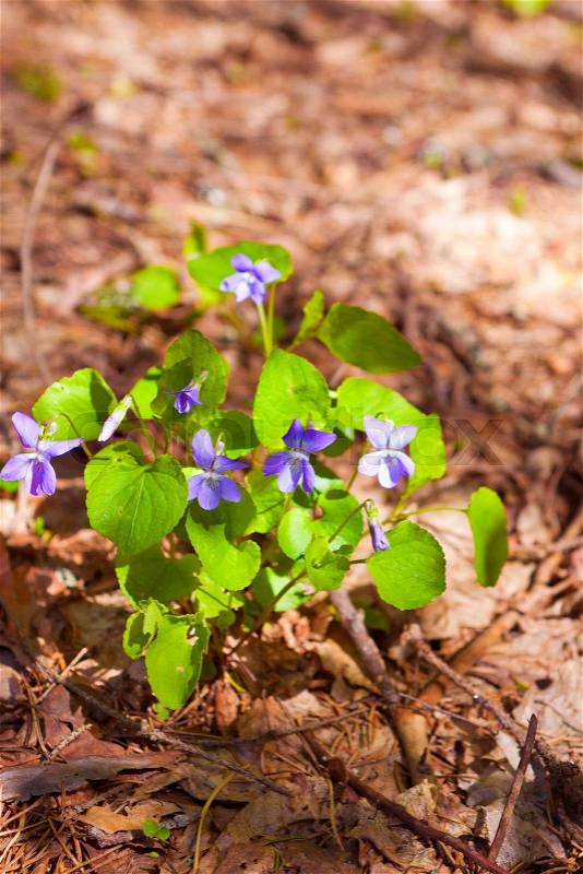 Bush violets in the forest among the fallen leaves, stock photo