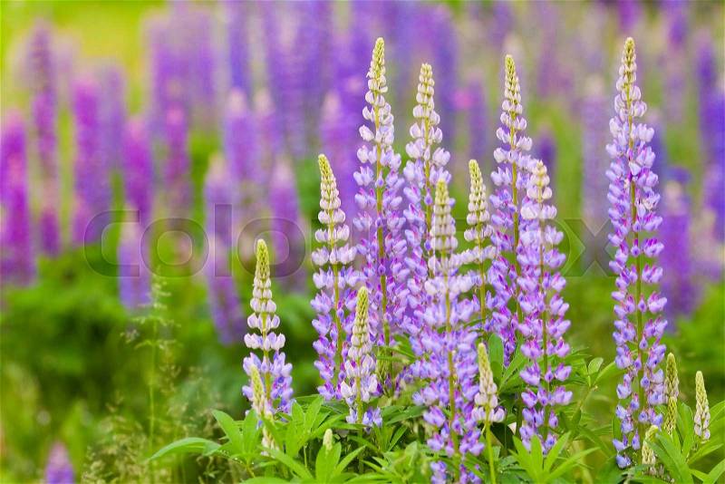 Lush purple lupines in the meadow, natural background for your design, stock photo