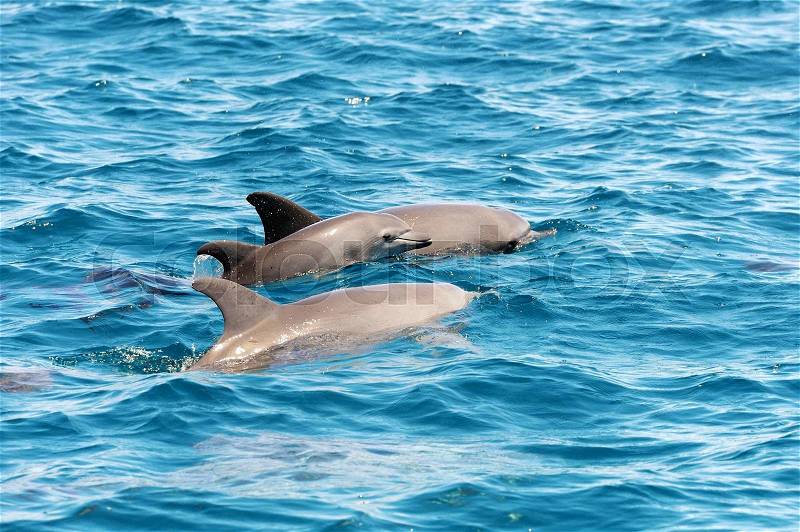 Marine wildlife background. Three dolphins jumping over sea waves, stock photo