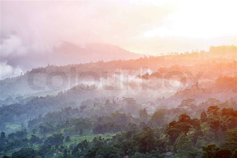 Forest and fog in the morning. Sri lanka island, stock photo