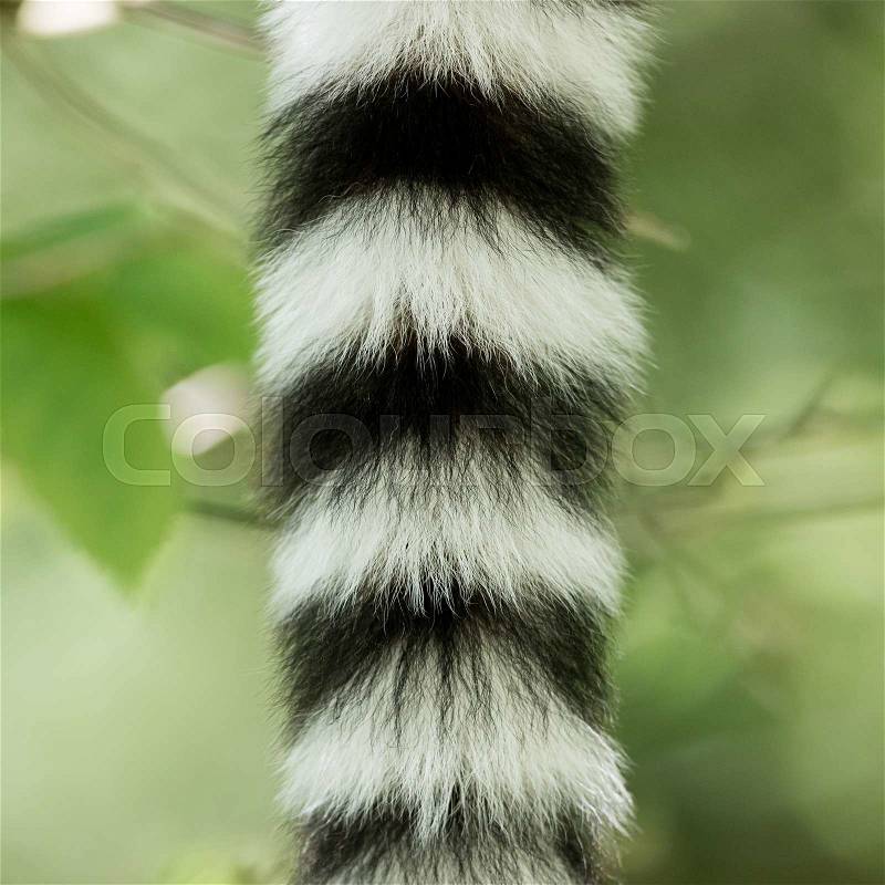 Close up of a ring-tailed lemur tail texture, macro, black and white, stock photo