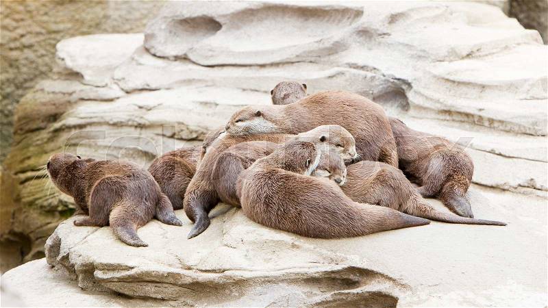 Lazy group of Asian small-clawed otter on top of a rock, stock photo