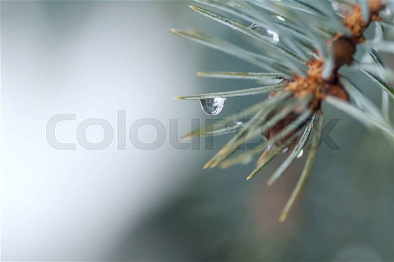 Water droplets on the needles of the blue spruce, stock photo