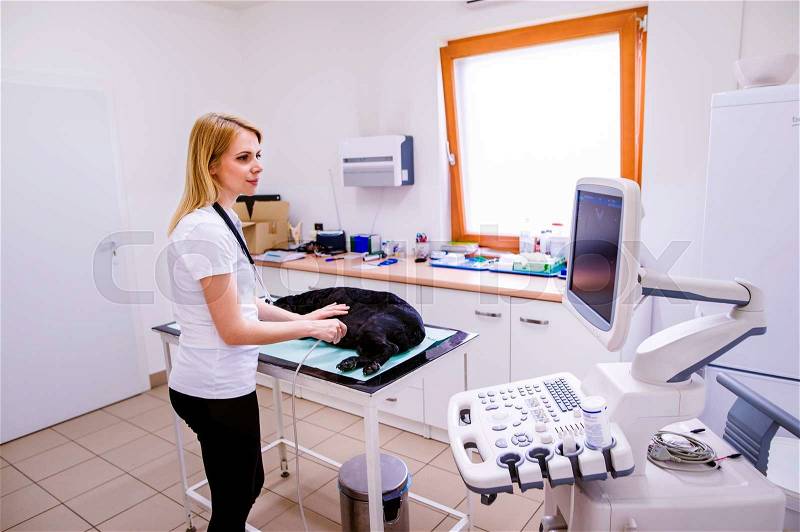 Dog having ultrasound scan in Veterinary clinic. Unrecognizable veterinarian examining black dog with sore stomach, stock photo