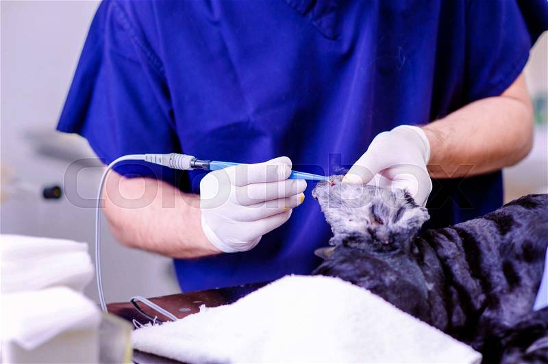 Unrecognizable vet removing tick at a dogs ear. Close up of hands in gloves with a tweezers. Woman working at Veterinary clinic, stock photo