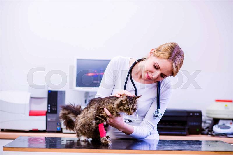 Veterinarian with stethoscope holding little sick cat. Young blond woman in white uniform working at Veterinary clinic, stock photo