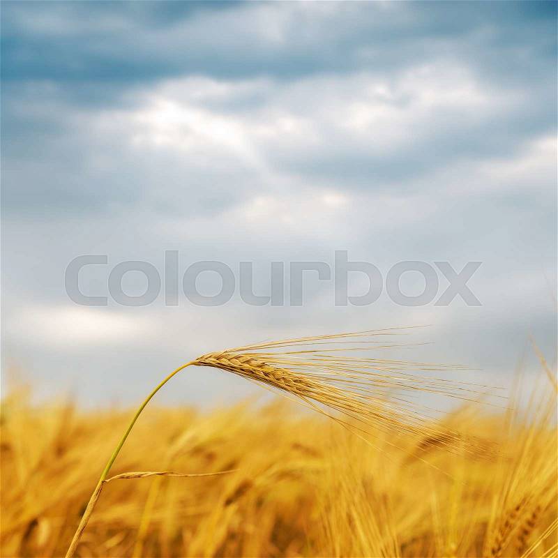 Golden harvest on field under dramatic sky. soft focus, stock photo