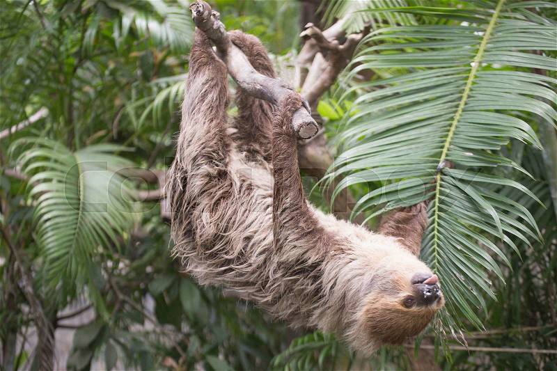 Young Hoffmann\'s two-toed sloth (Choloepus hoffmanni) on the tree, stock photo