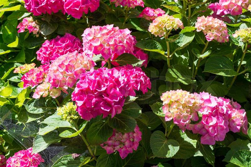 Pink hydrangea or hortensia flowers in garden, stock photo