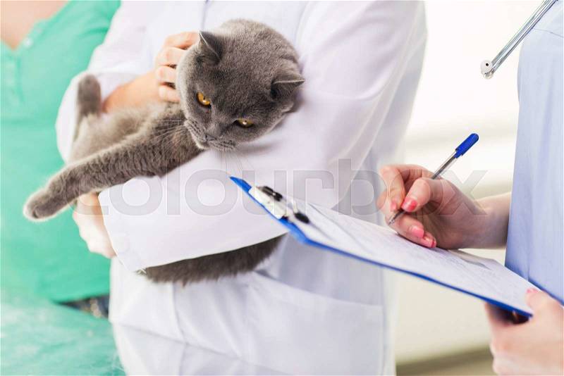 Medicine, pet, animals, health care and people concept - close up of veterinarian doctor with british cat and assistant with clipboard taking notes at vet clinic, stock photo