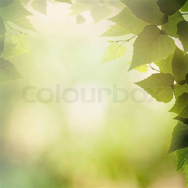 Beauty seasonal backgrounds. Summer foliage and beautiful bokeh for your design , stock photo