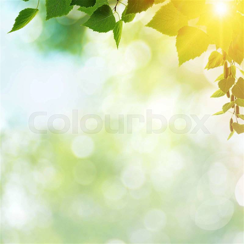 Afternoon cast, abstract summer backgrounds with green leaves and sun beam, stock photo